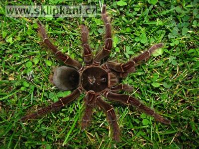 Theraphosa-blondi