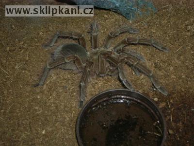 Theraphosa_blondi