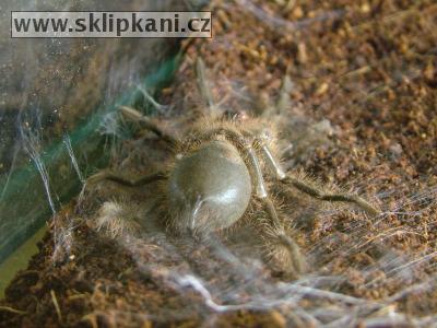 Theraphosa-blondi