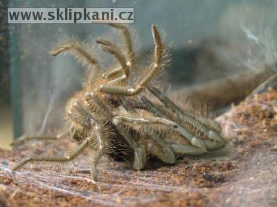 Theraphosa-blondi