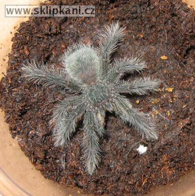 Theraphosa_blondi