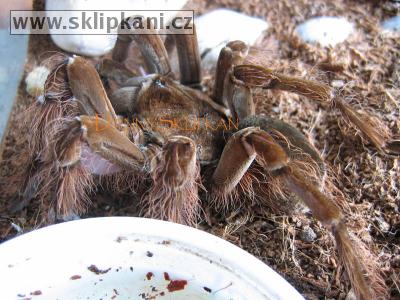 Theraphosa-blondi