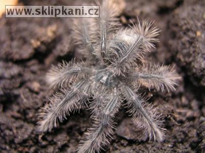 Theraphosa-blondi