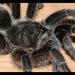 Theraphosinae Grammostola