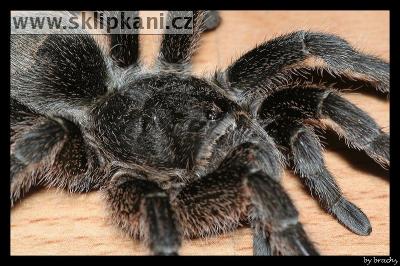 Grammostola