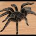 Theraphosinae Grammostola