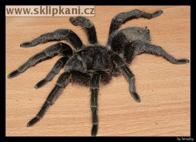 Grammostola