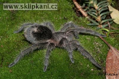 Grammostola