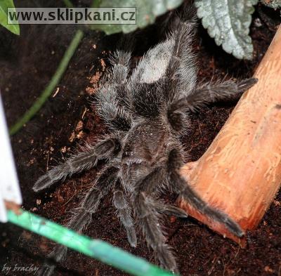 Grammostola