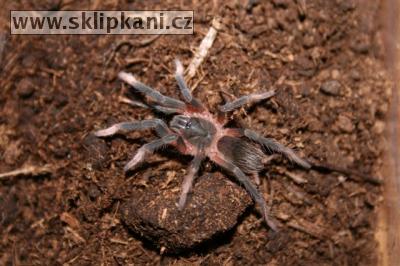 Sericopelma