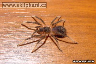 Sericopelma