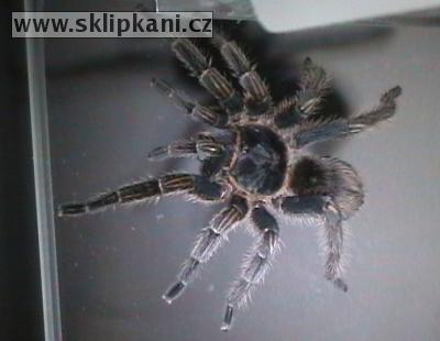 Theraphosinae_Thrixopelma