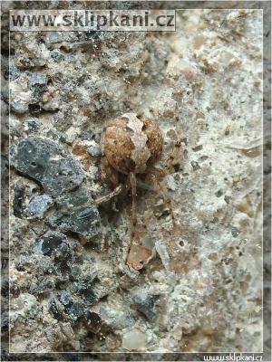 Theridiidae_Theridion