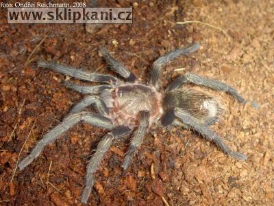 Thrixopelma_pruriens