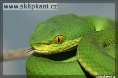 Trimeresurus_albolabris