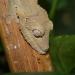 Uroplatus henkeli