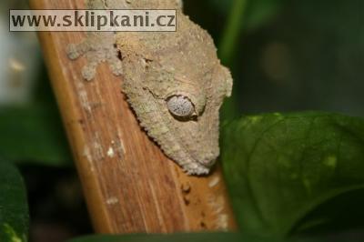 Uroplatus-henkeli