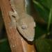 Uroplatus henkeli