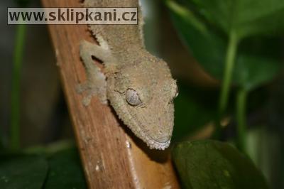 Uroplatus_henkeli