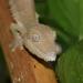 Uroplatus henkeli