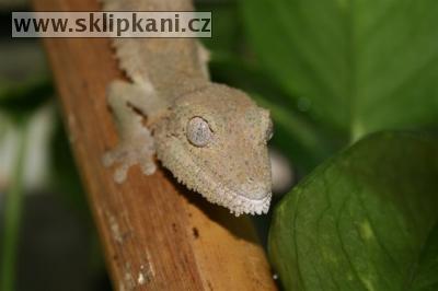 Uroplatus_henkeli