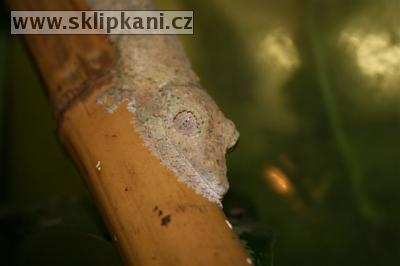 Uroplatus-henkeli