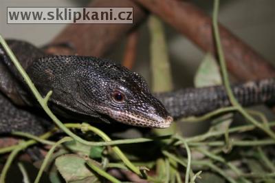 Varanus-beccarii