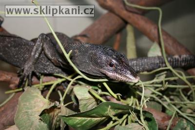 Varanus_beccarii