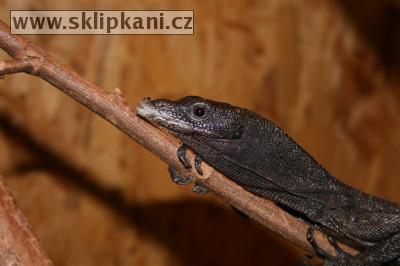 Varanus_beccarii