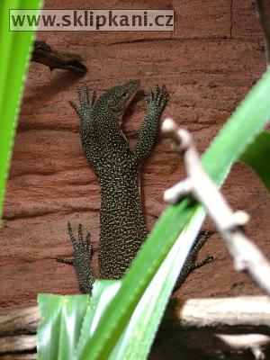 Varanus-indicus